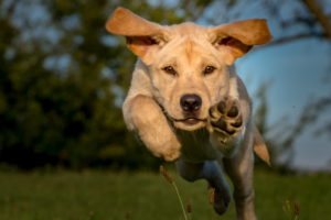 Arthrose du chien : quels traitements naturels sont réellement efficaces ?