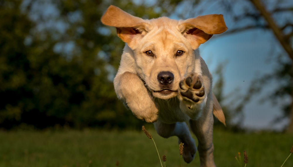 Arthrose du chien : quels traitements naturels sont réellement efficaces ?