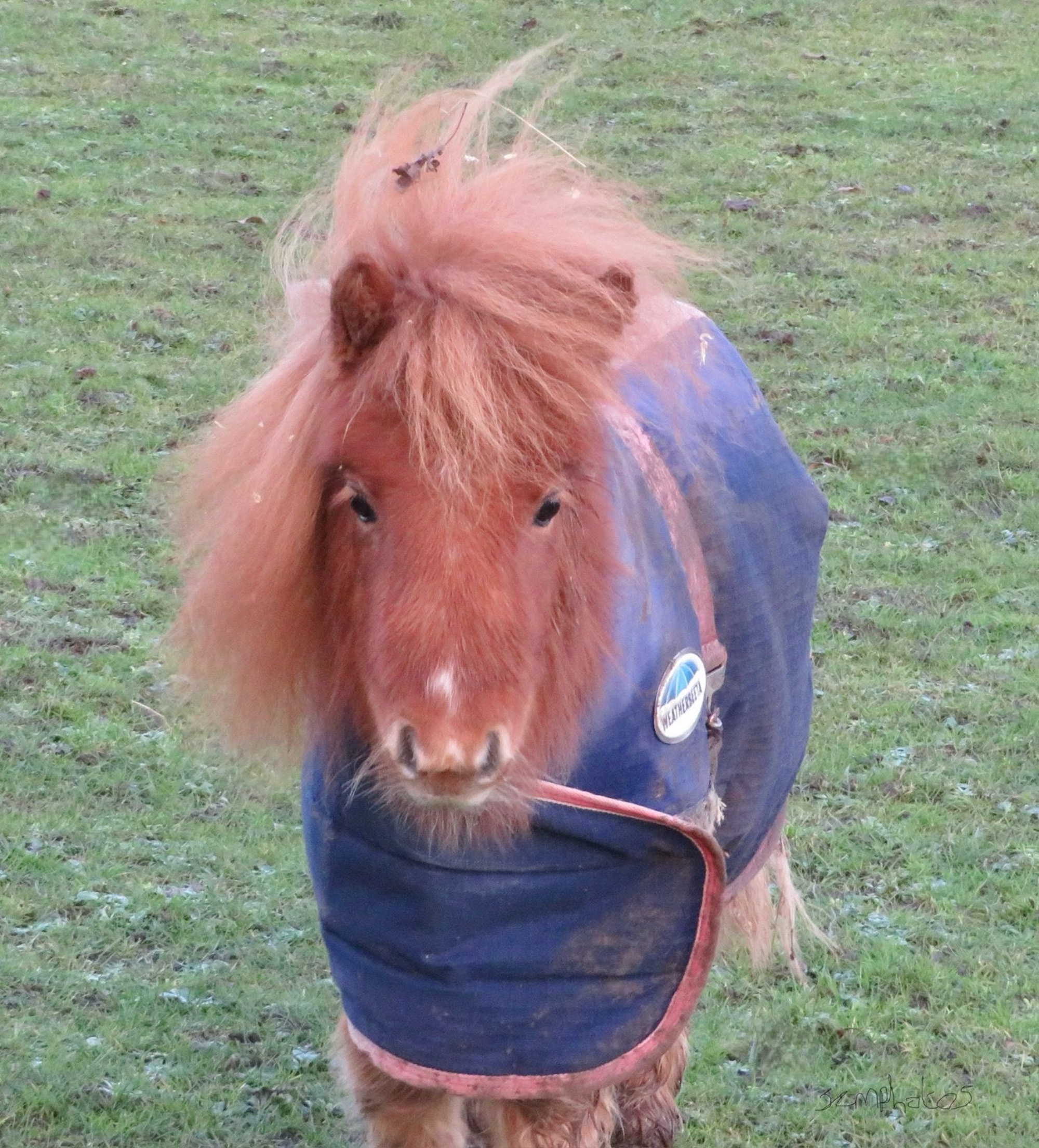 Poney alezan avec une crinière moelleuse debout dans un champ