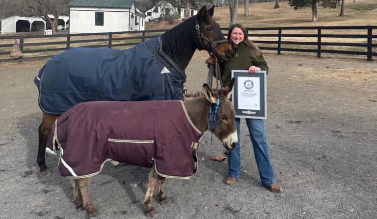 Rencontrez le plus vieux cheval vivant du monde, Fancy, et son propriétaire