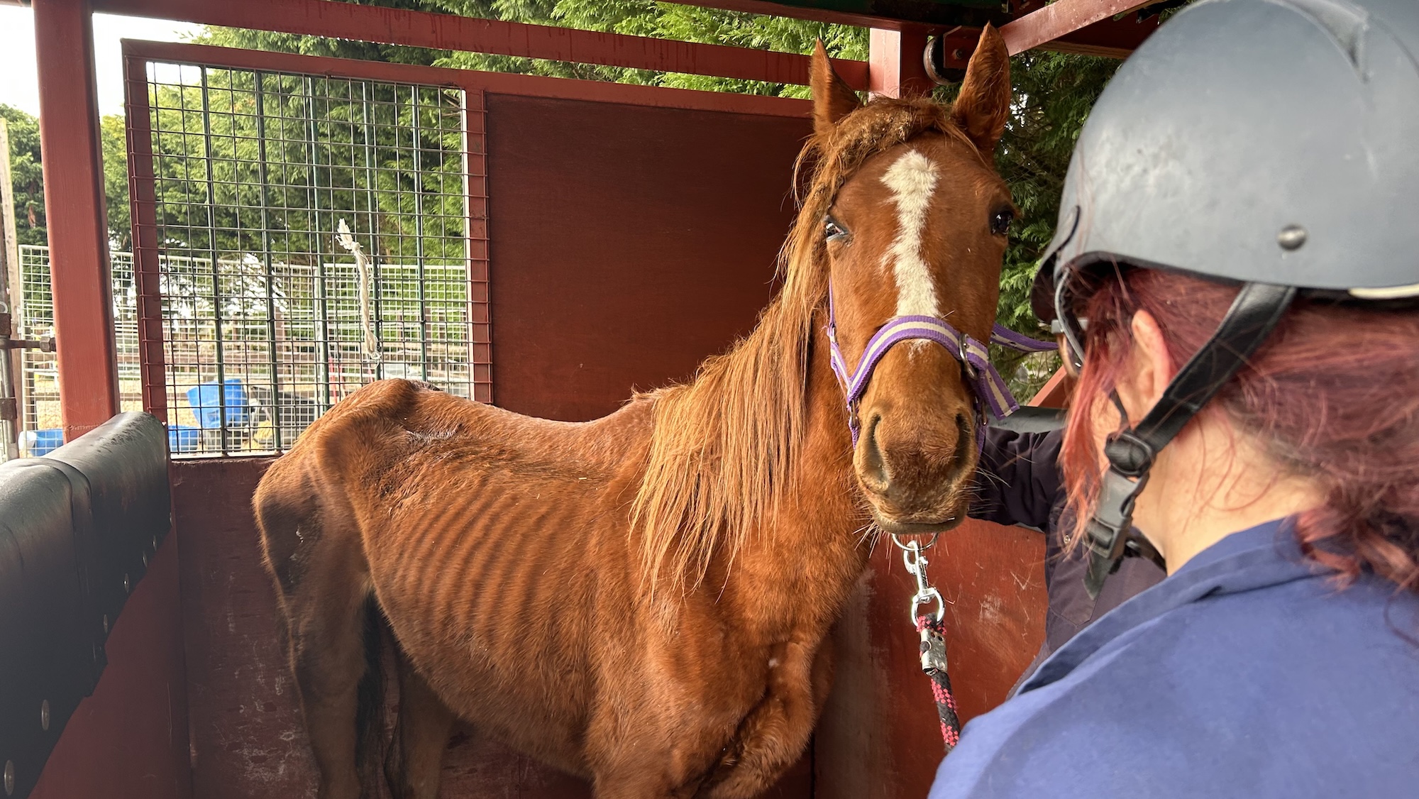 Dix pur-sang sauvés prospèrent désormais dans leur maison pour le reste de leur vie