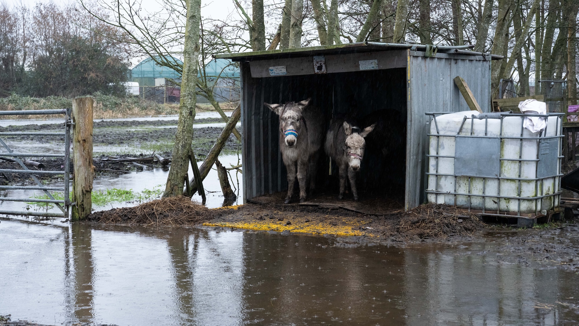 Le sauvetage d’un troupeau coincé par la montée des eaux est un avertissement pour les propriétaires