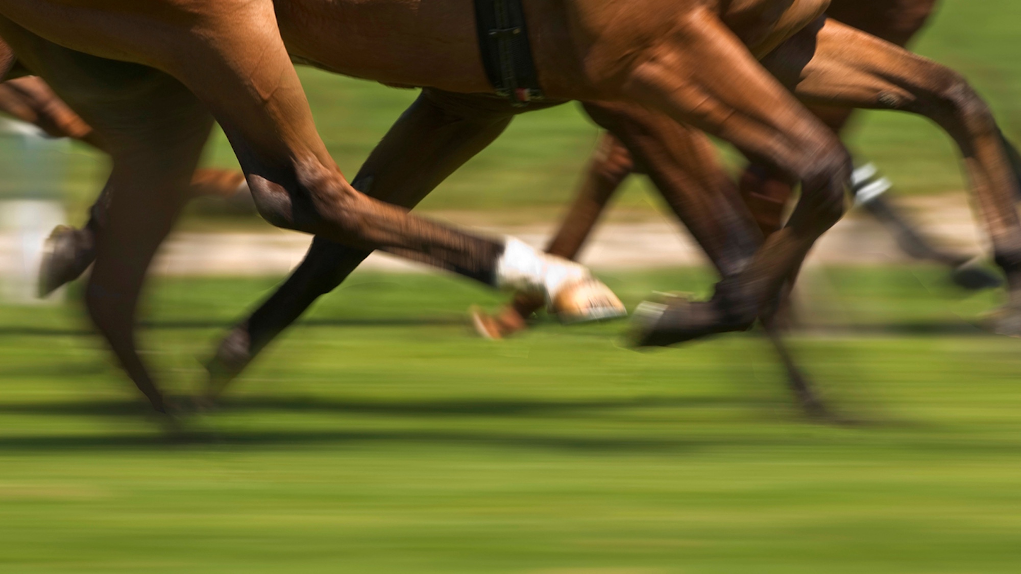 L'IA entraînée à détecter les fractures chez les chevaux ouvre la porte à la prévention des blessures catastrophiques