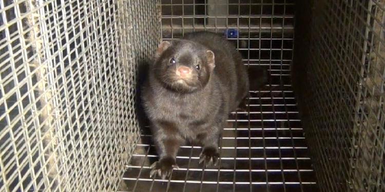 La Médiatrice européenne demande à la Commission d&rsquo;agir de manière impartiale sur l&rsquo;ICE relative à l&rsquo;élevage d&rsquo;animaux à fourrure