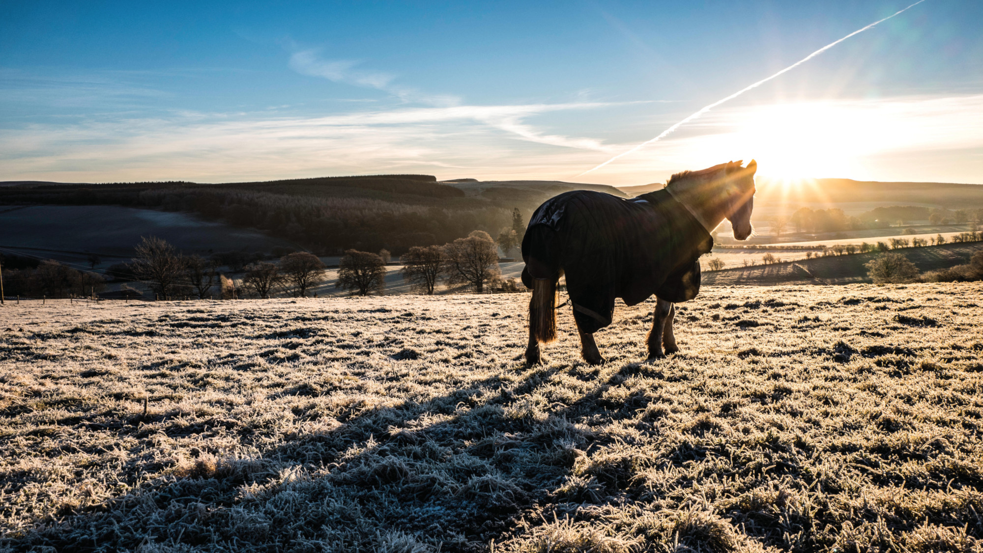 La SSPCA appelle les propriétaires de chevaux à soutenir un nouveau manifeste en faveur de lois plus strictes