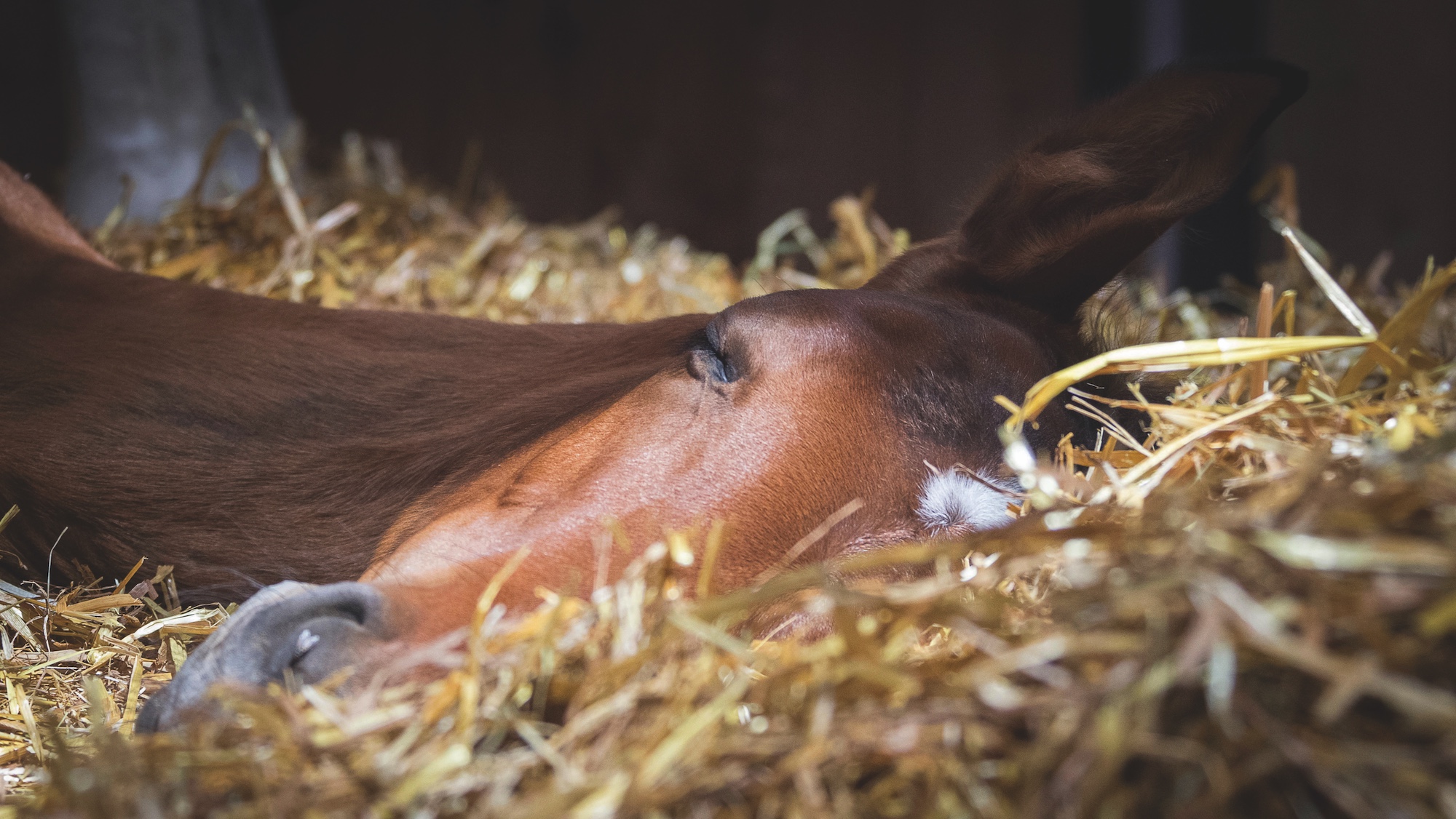 Les chevaux qui dorment mieux apprennent mieux, selon une nouvelle étude