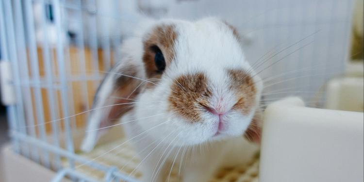 Plan d'action destiné aux sociétés pharmaceutiques pour accélérer la transition vers des sciences non animales