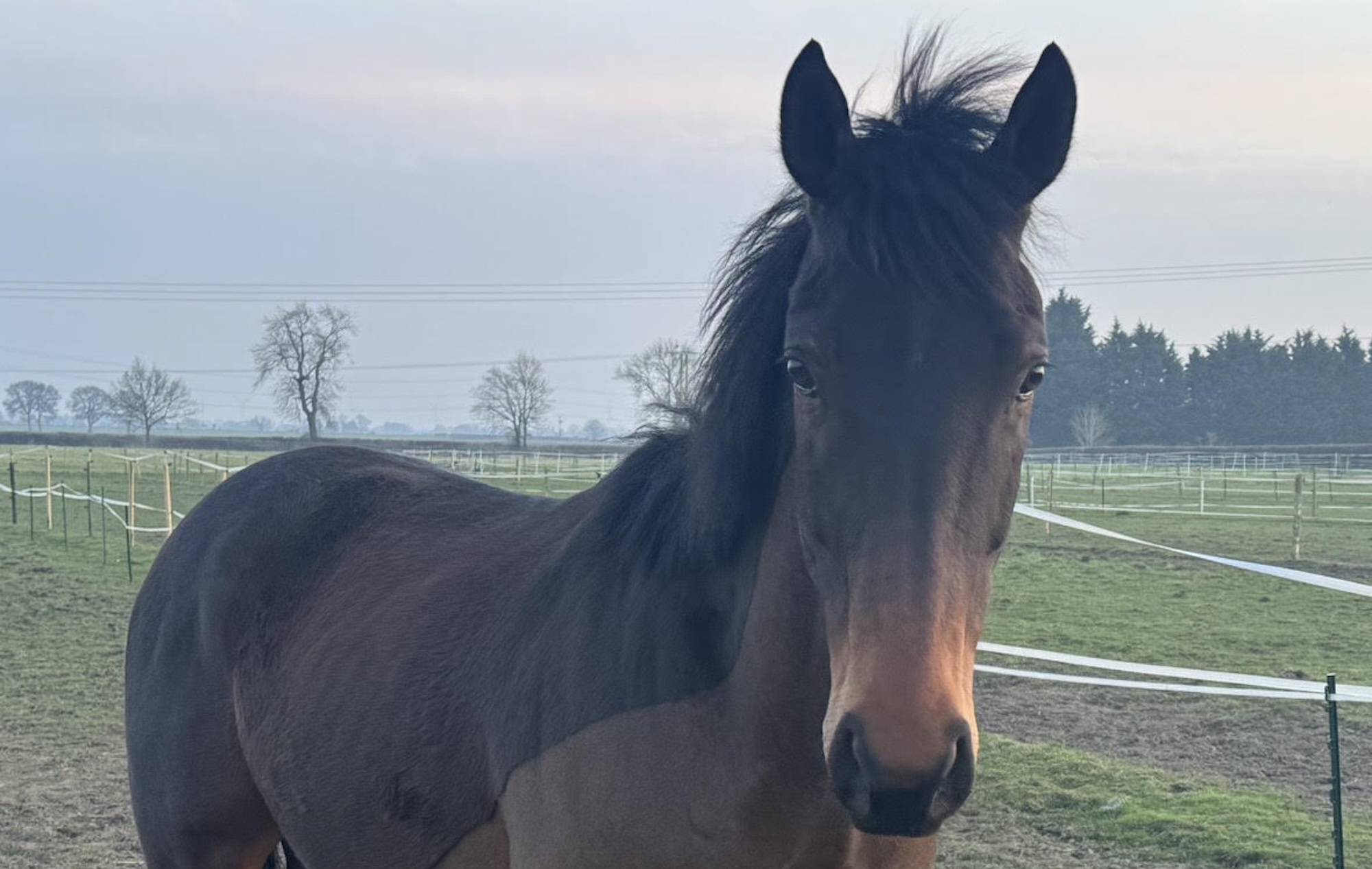 Le propriétaire a dit que le cheval avec des épines qui s'embrassaient était méchant et qu'il s'exprime pour aider les autres