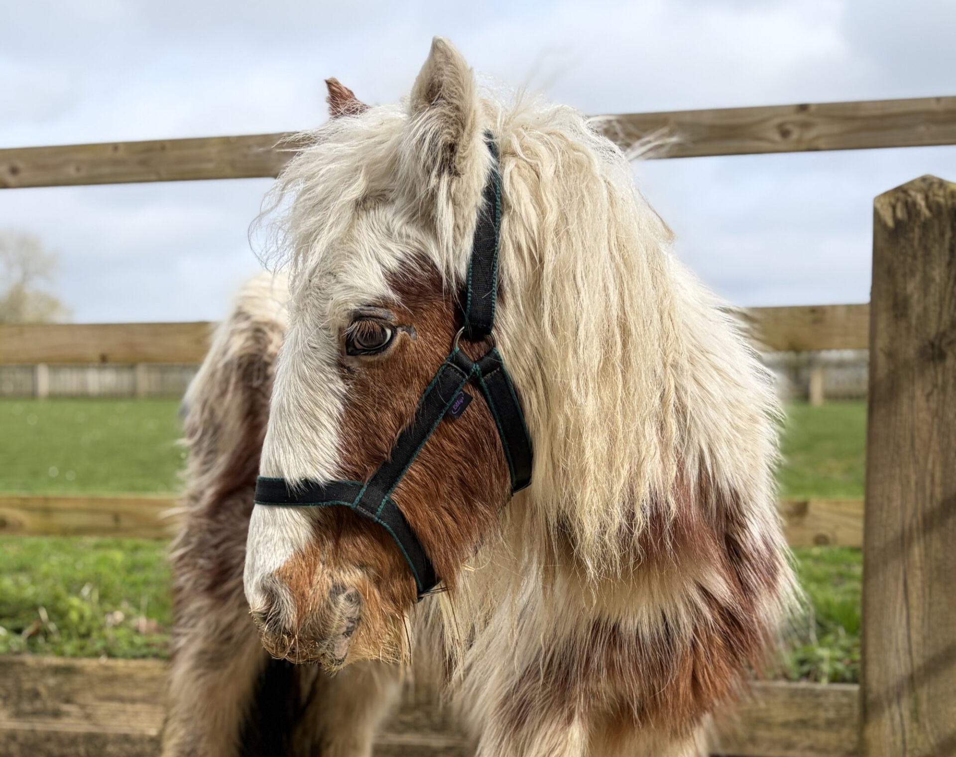 Le Horse Trust a partagé une mise à jour sur le poney sauvé Annie