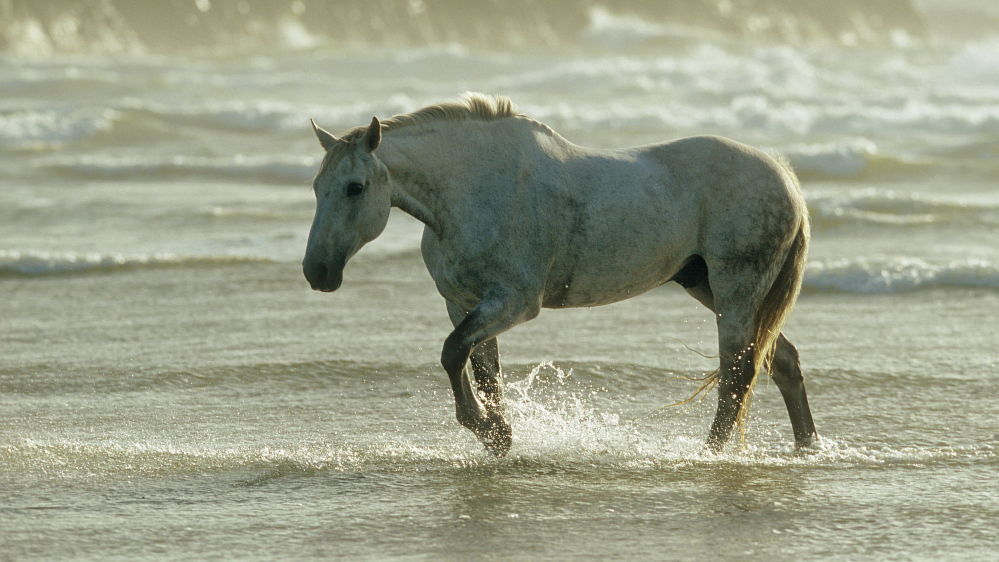 Annonce d’une nouvelle initiative révolutionnaire pour les chevaux de trait irlandais
