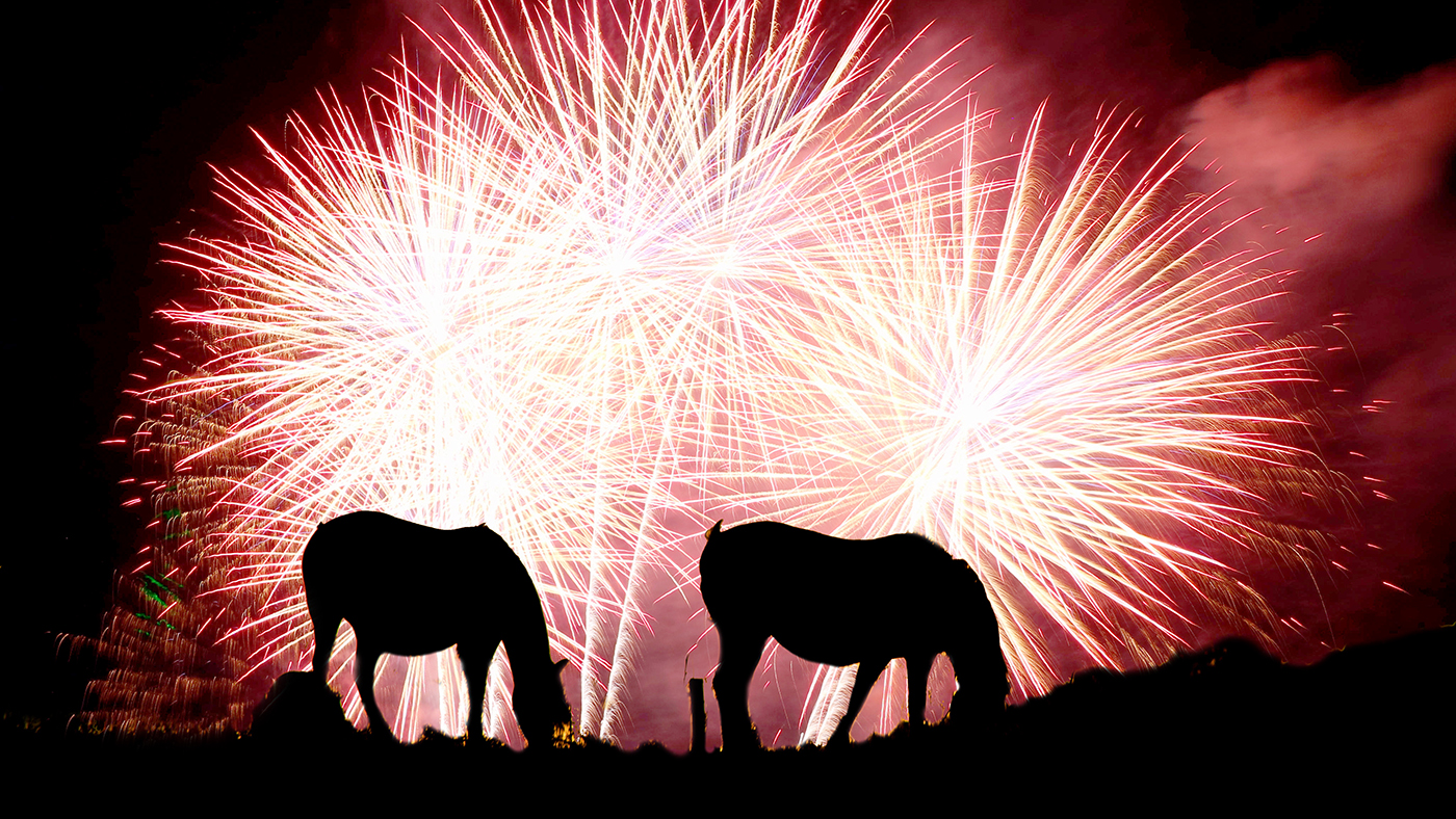 La consultation sur les feux d'artifice est ravie mais le gouvernement ne confirmera pas