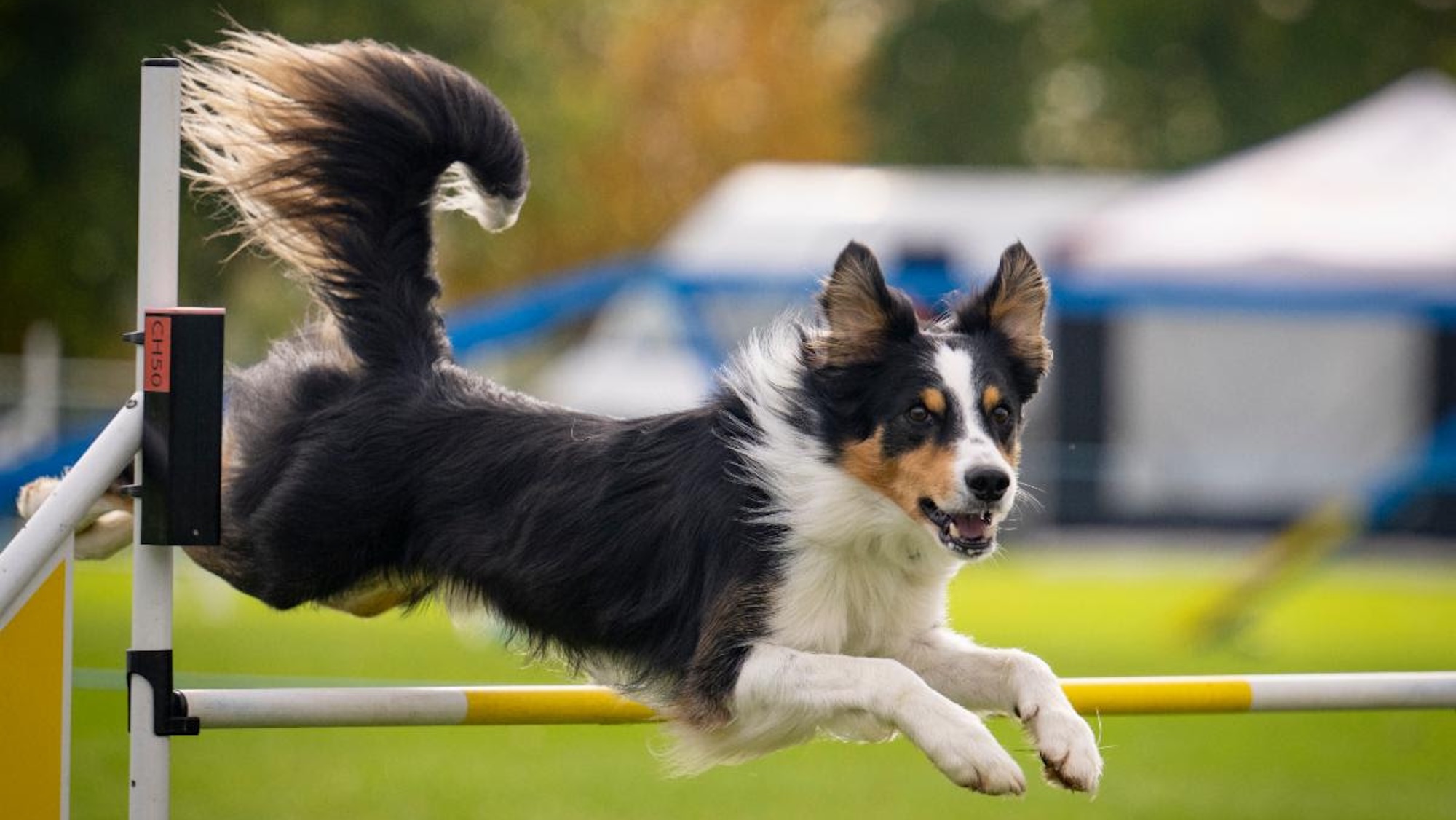 L'agilité canine fait ses débuts au HOYS au salon de cette année