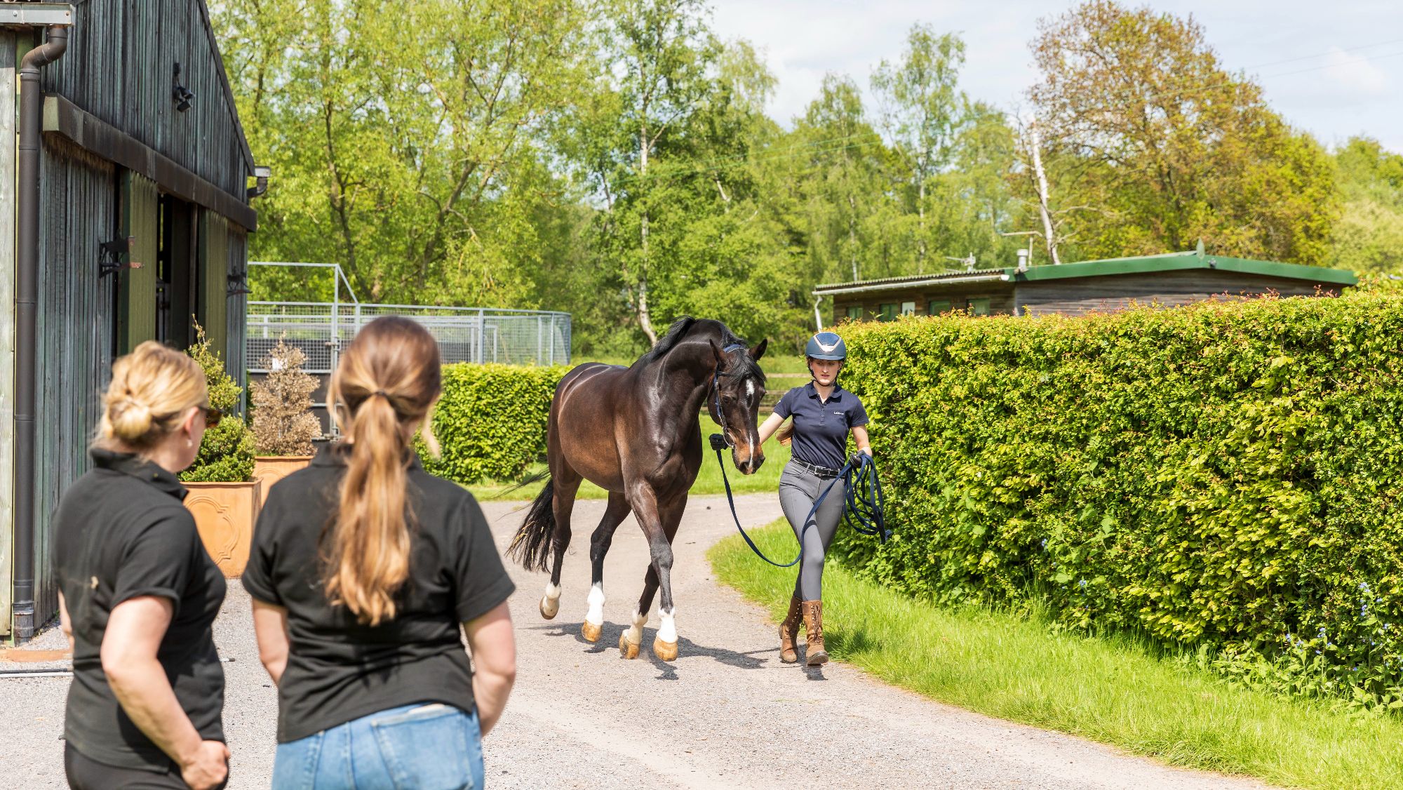 Les mythes sur la boiterie sont brisés dans une nouvelle ressource destinée aux propriétaires de chevaux