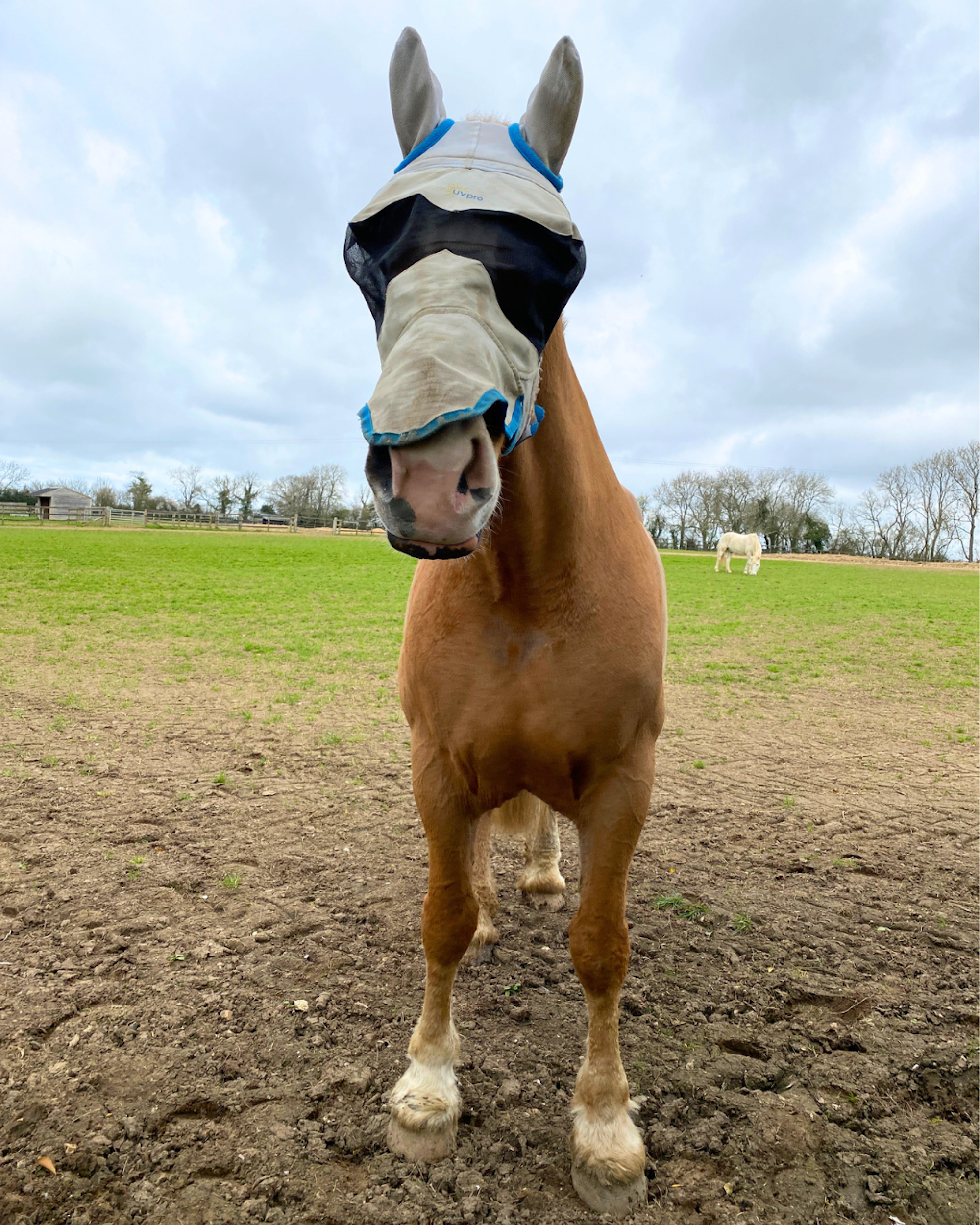 Police Horse Luna dans un champ au Horse Trust