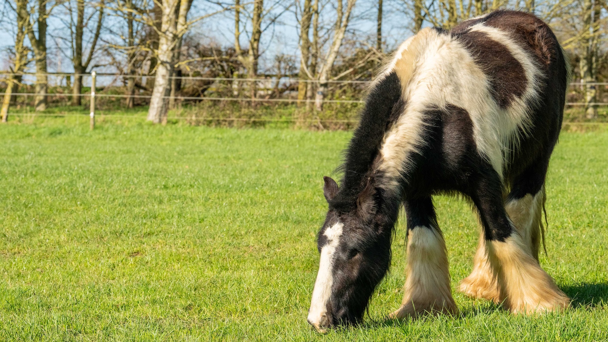 Rencontrez Pirate Pete, le poney borgne qui prospère après son sauvetage