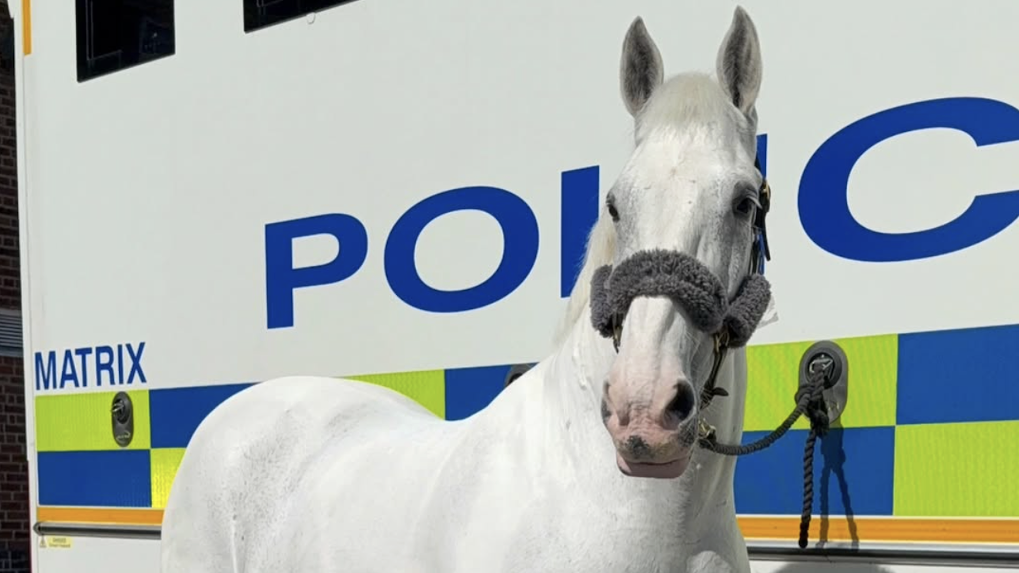Un cheval de police a surmonté une opération contre les coliques et remporte le Grand National