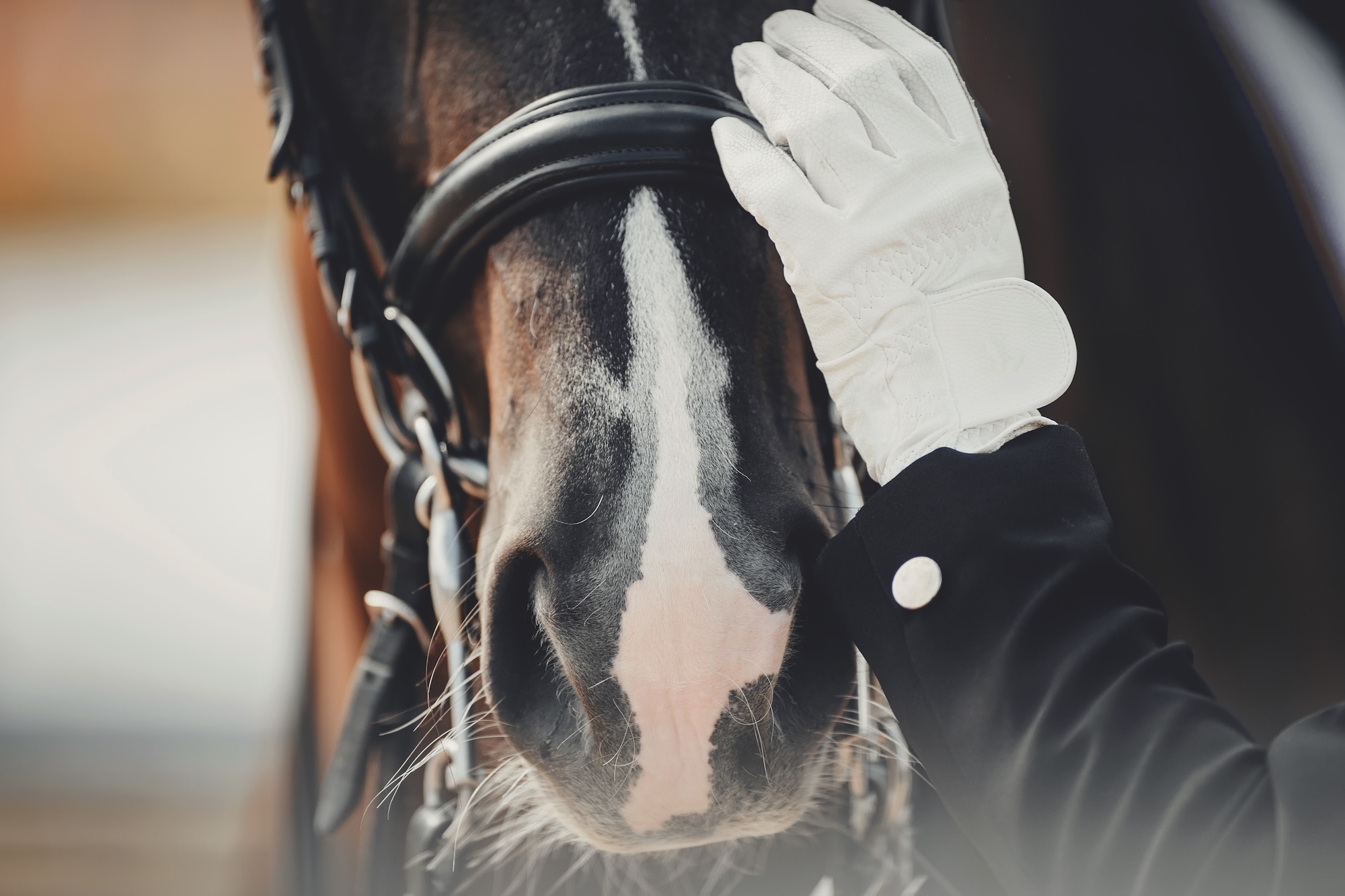 World Horse Welfare publie sa vision pour les chevaux dans le sport