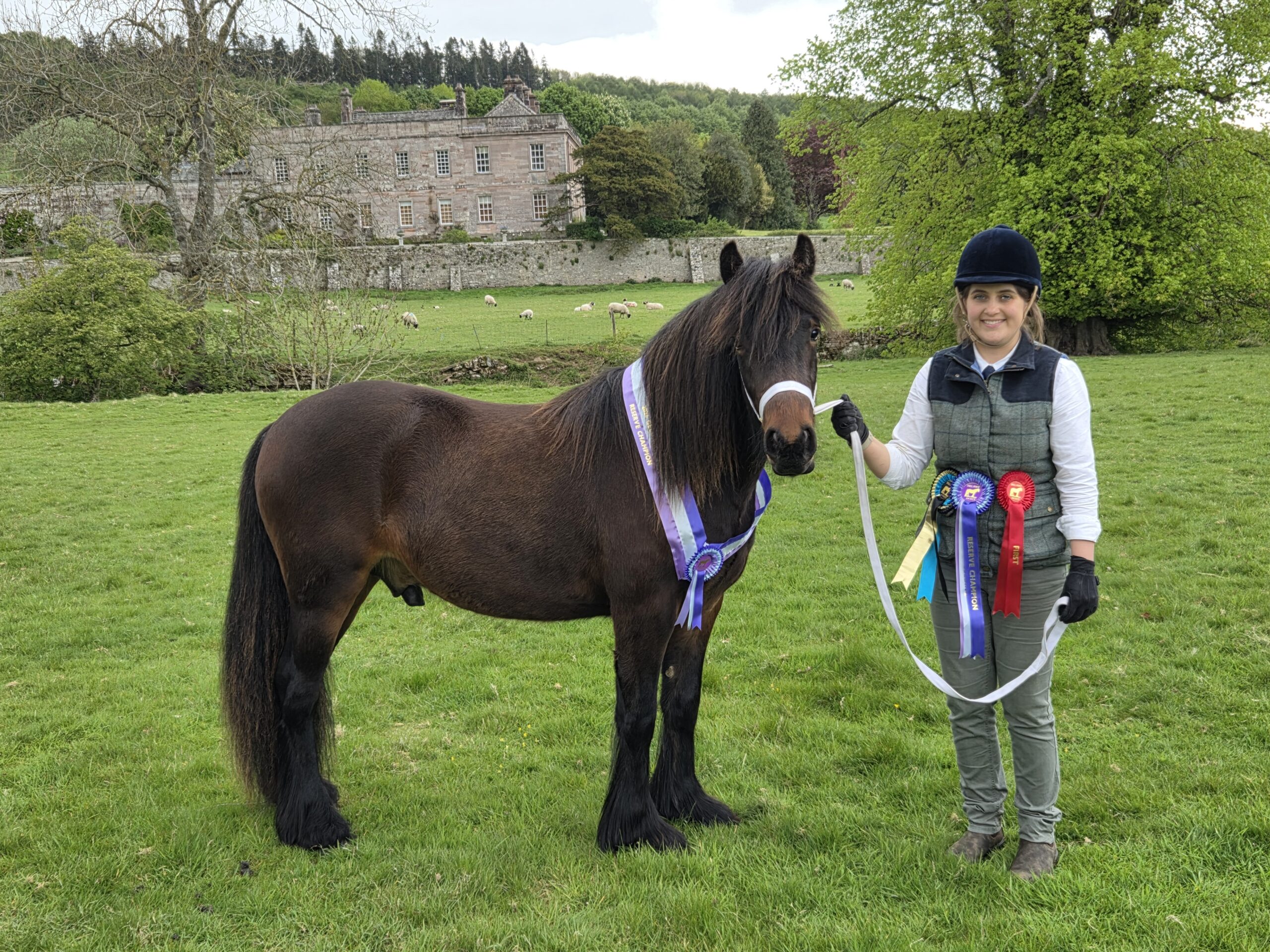 Charlotte Pattinson et Guards Maestro sont champions de réserve des hongres au concours étalons et poulains 2026 de la Fell Pony Society.