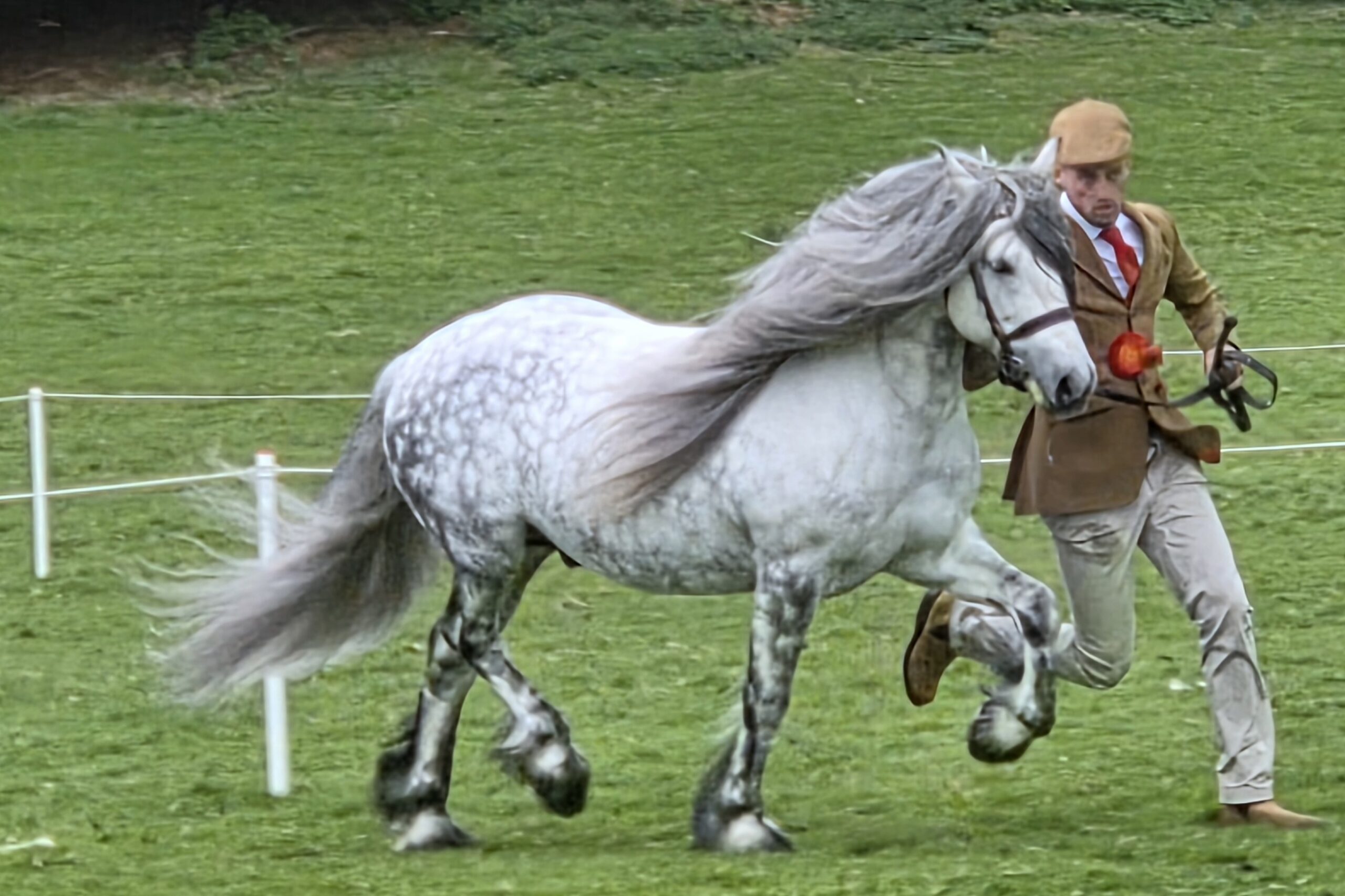 Drybarrows Dynasty et Tom Pearson, champions des étalons de réserve.