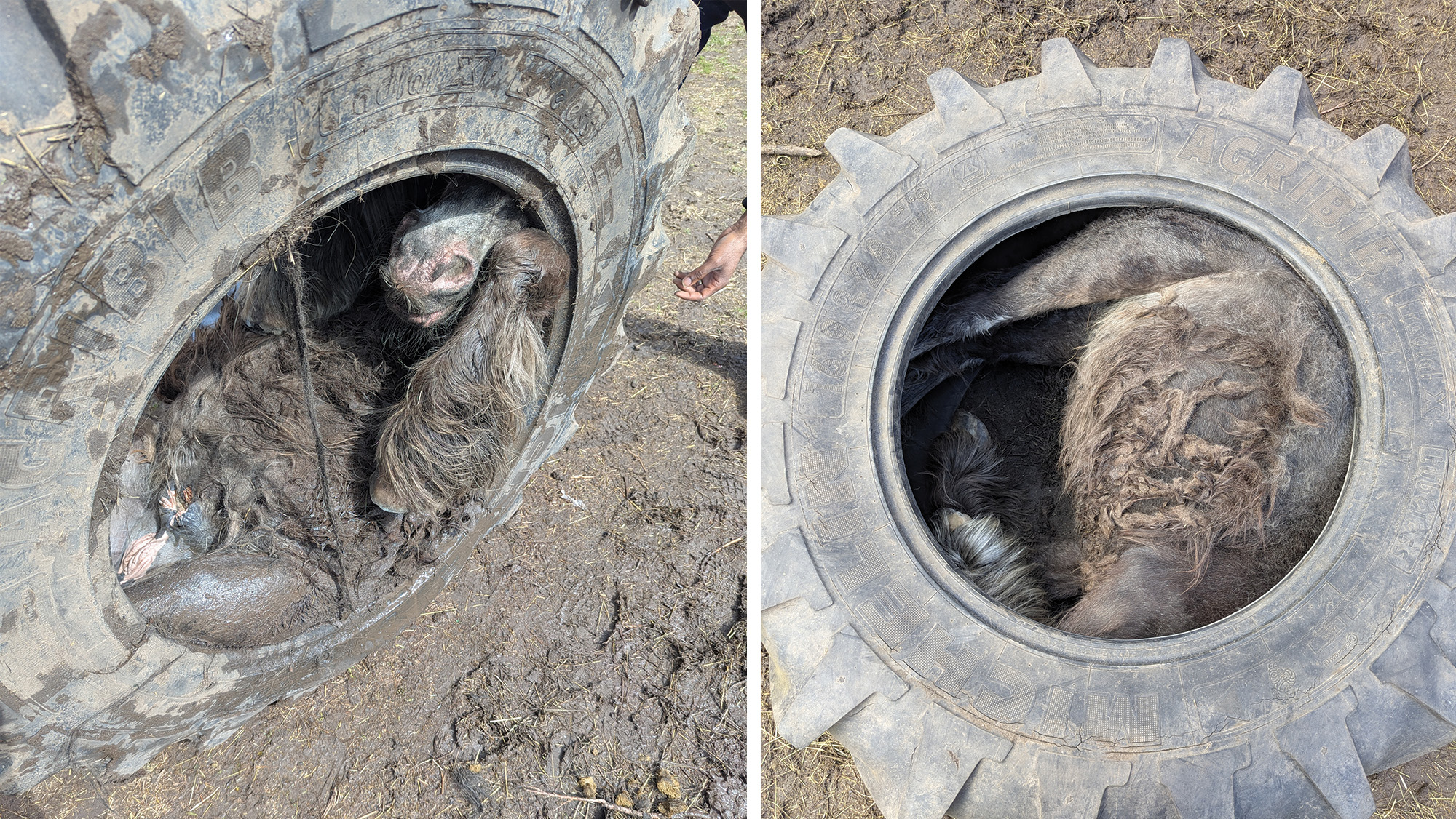 Un poney retrouvé complètement coincé dans un pneu de tracteur dans un champ