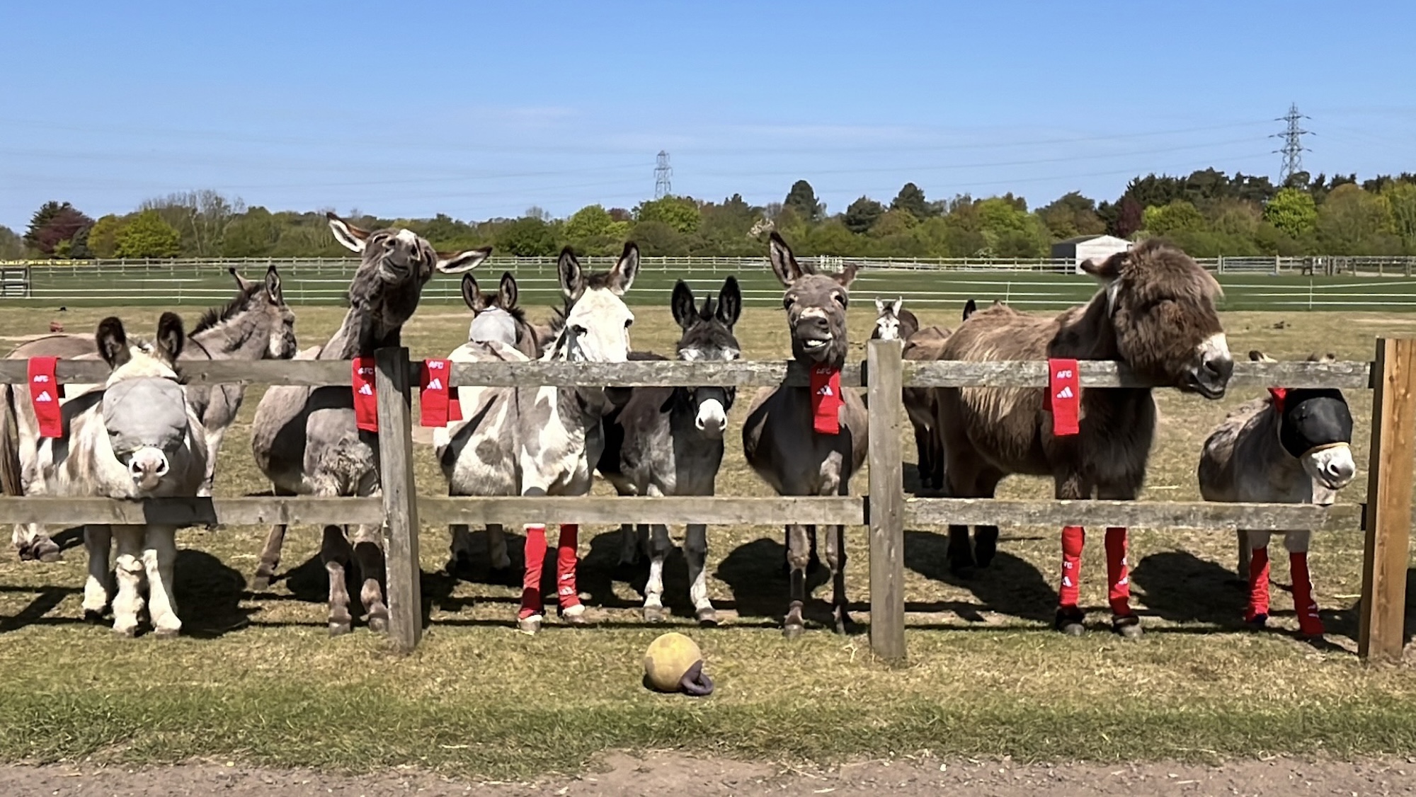Les chaussettes Arsenal aident les ânes et les chevaux dans le besoin cette saison