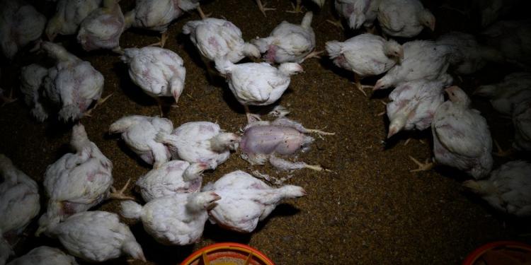 Des enquêtes en Espagne et en Hongrie révèlent des conditions épouvantables dans les élevages de poulets