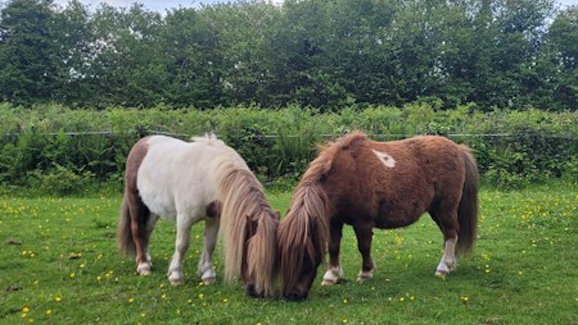 La police demande au propriétaire du chien qui a attaqué un poney de se manifester