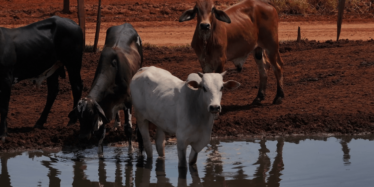 Le moment est venu pour les exigences d’importation en matière de bien-être animal