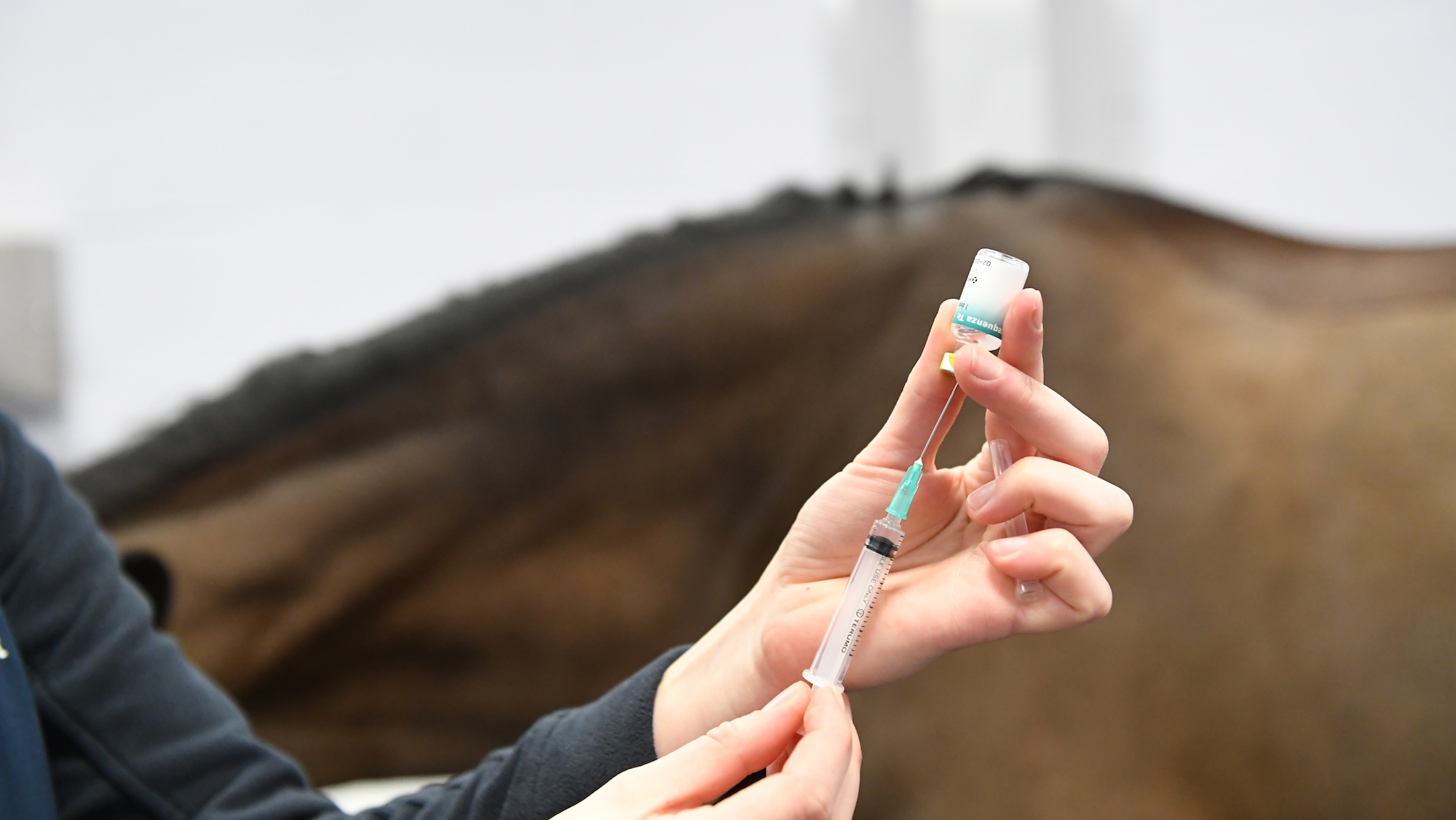 "Les bons propriétaires font vacciner leurs chevaux contre la grippe pour leur bien-être, pas seulement pour concourir", déclare un vétérinaire équin
