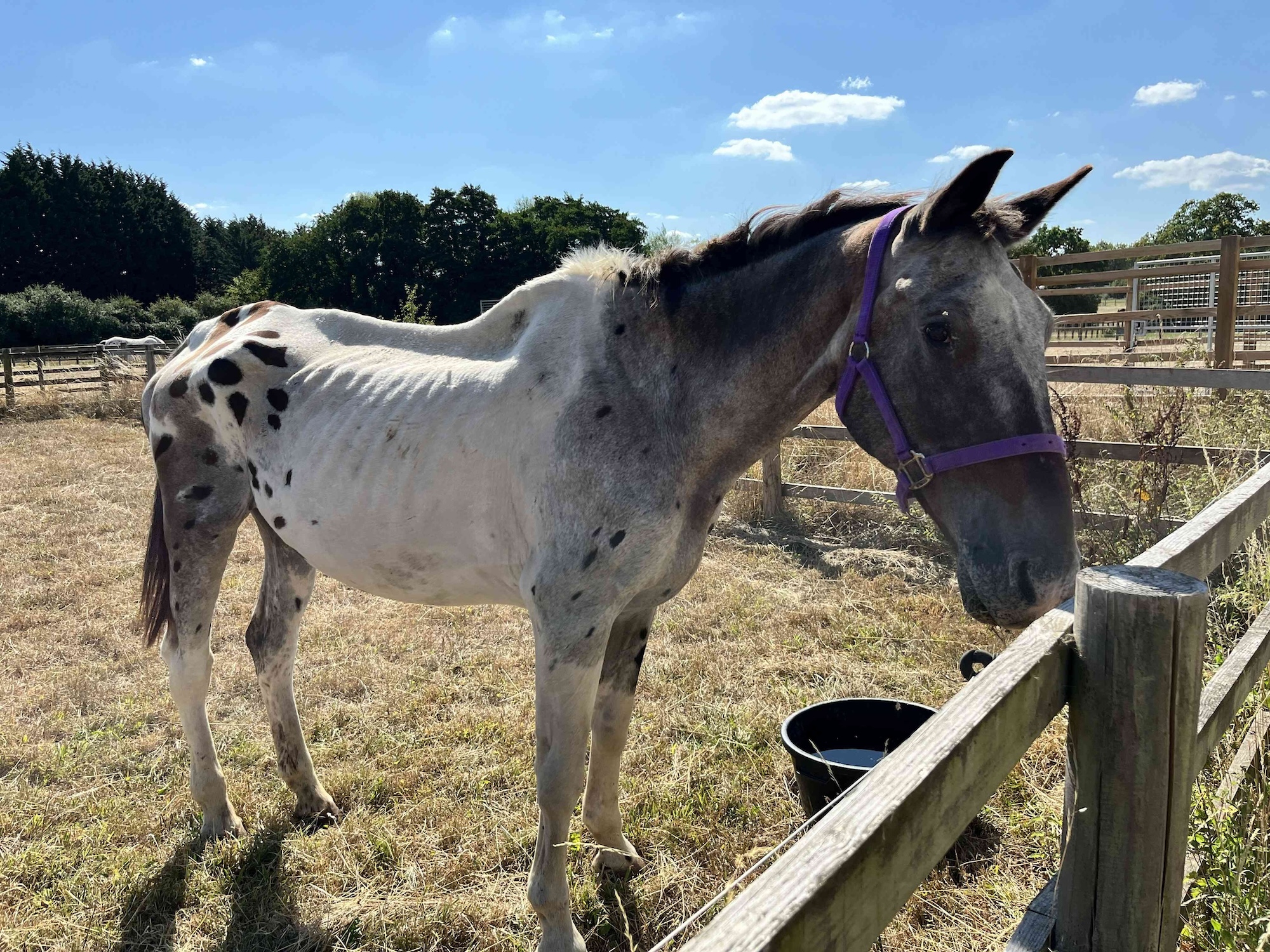 Un cheval de 30 ans affamé a sa seconde chance