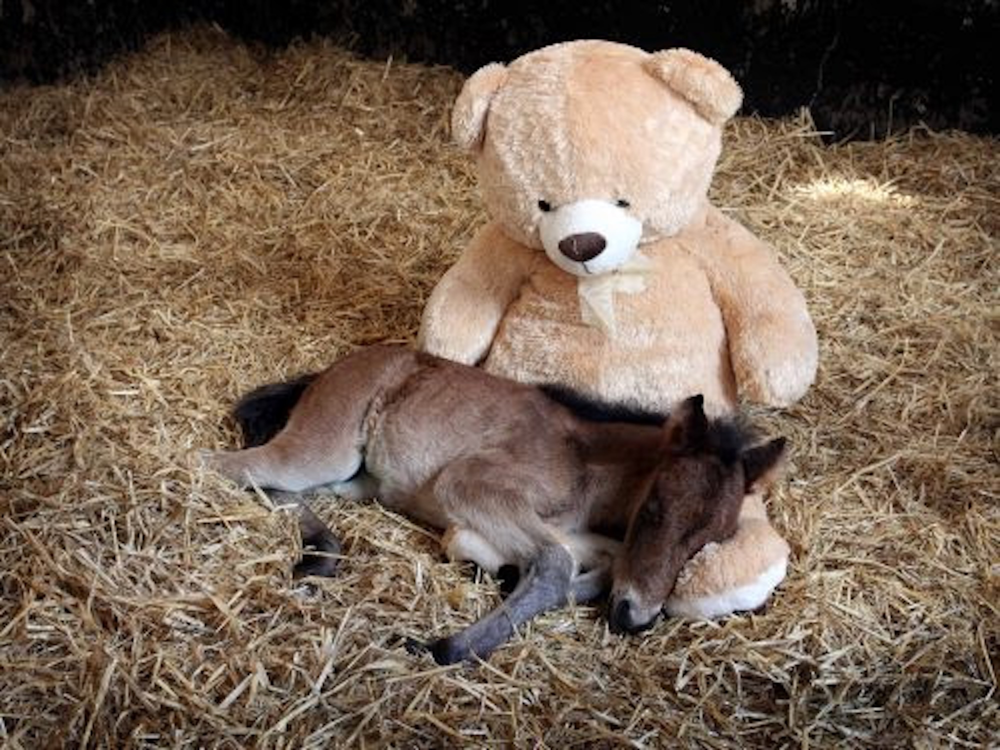 Dernier adieu au poulain orphelin qui a touché les cœurs avec son ami en peluche géant