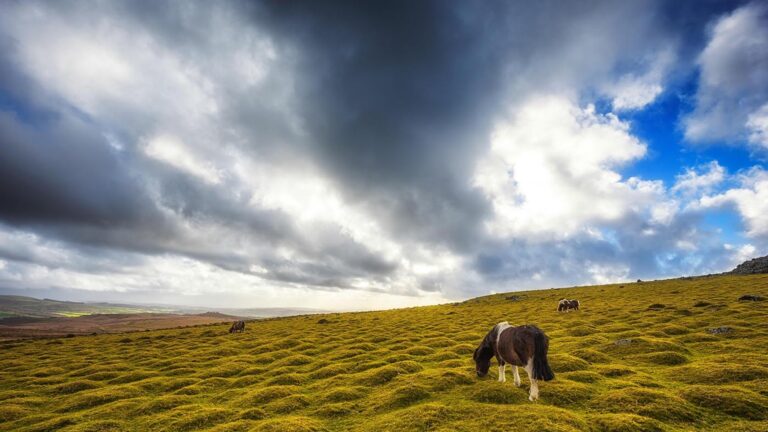Campagne de 200 000 dollars pour sauver le poney des collines de Dartmoor