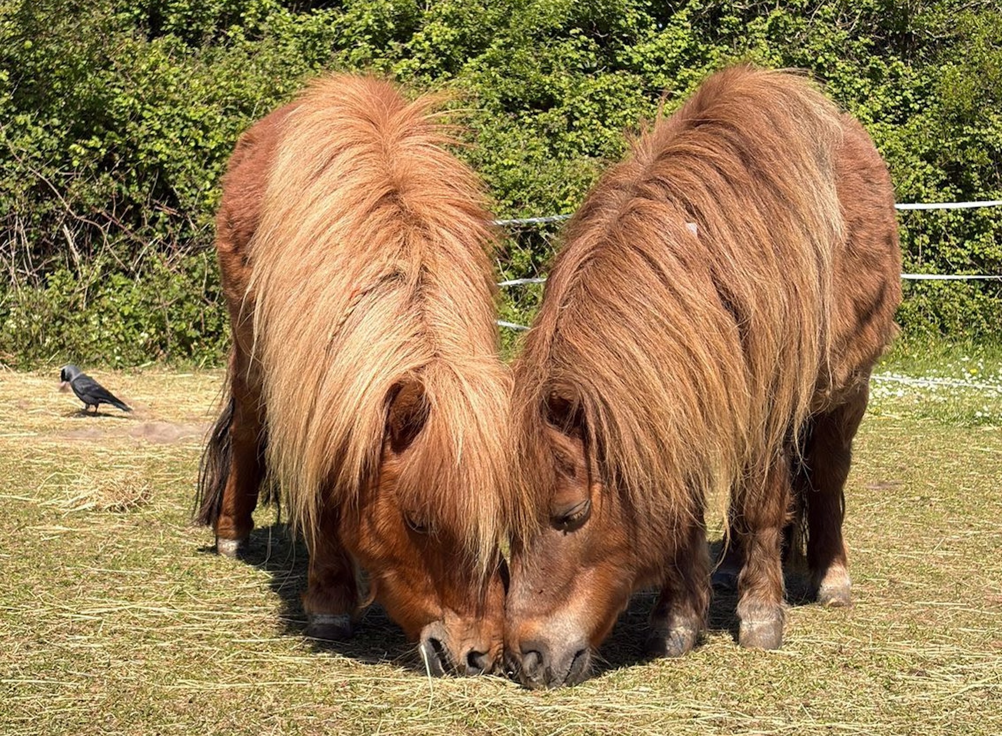 Des poneys retrouvés avec des pieds envahis par la végétation et des articulations effondrées trouvent une fin heureuse