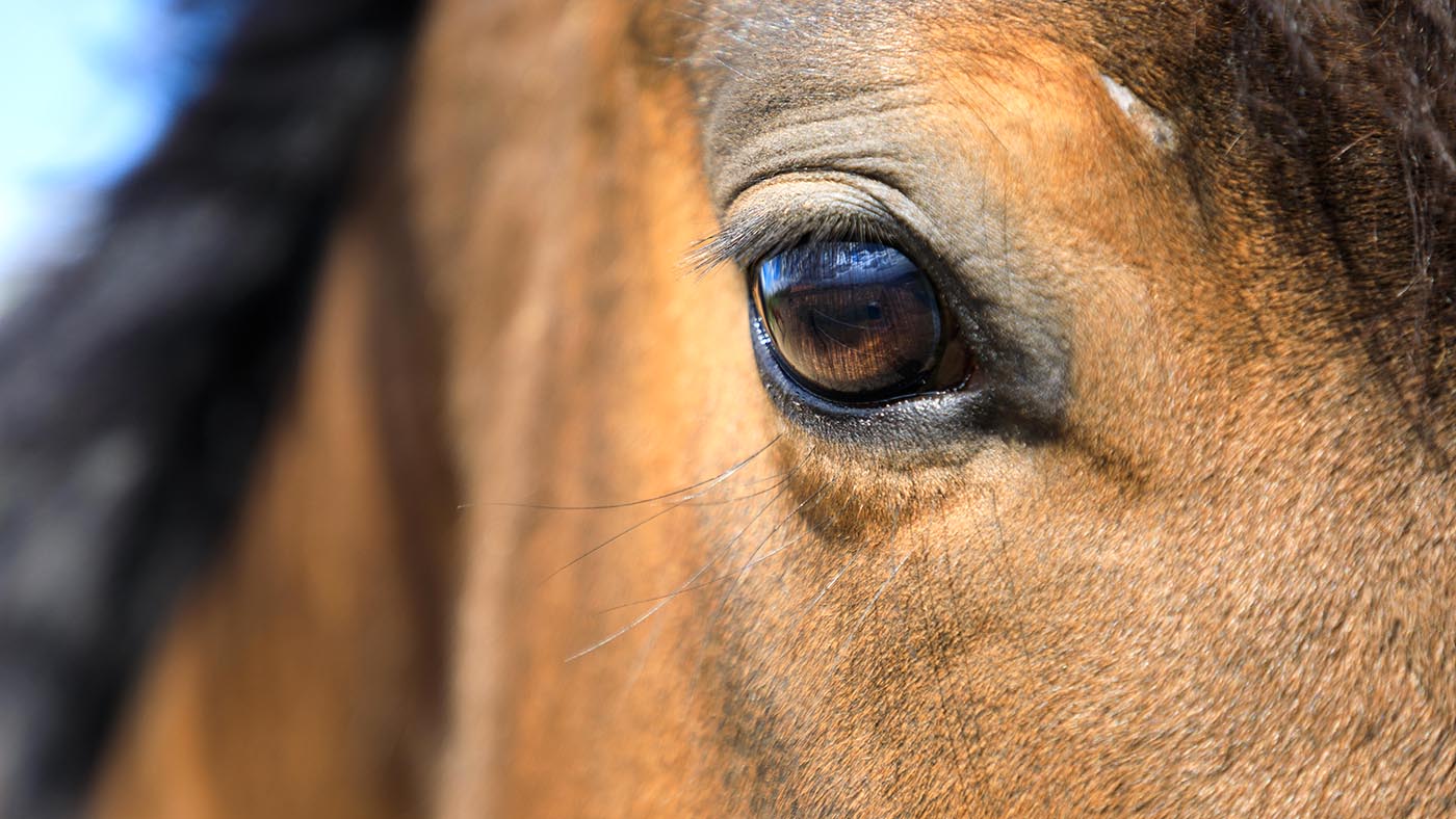 Inquiétudes soulevées après les appels à un registre public de la maltraitance des animaux