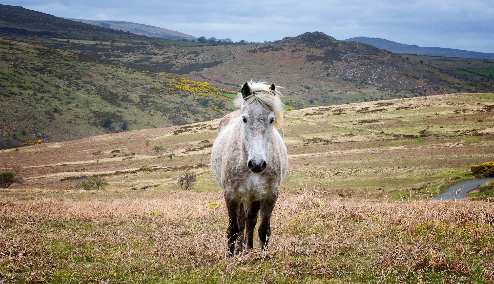 L'abattage des poneys de Dartmoor Hill pourrait signifier la perte de 90 % de la population