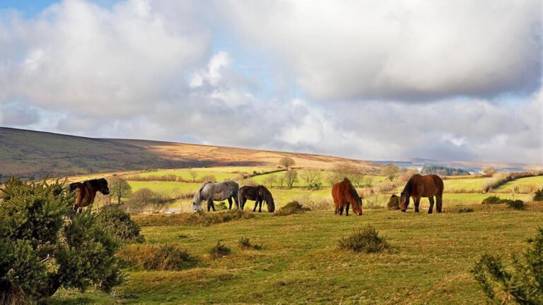 Le gouvernement insiste sur le fait qu’aucun abattage de poneys Dartmoor n’aura lieu