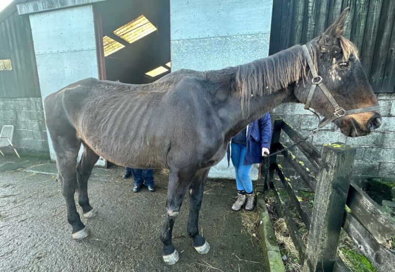 Stacey Price condamnée avec sursis pour négligence envers les chevaux