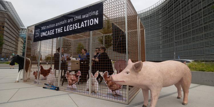 Triste anniversaire pour la promesse d’interdiction des cages : 5 ans d’inaction