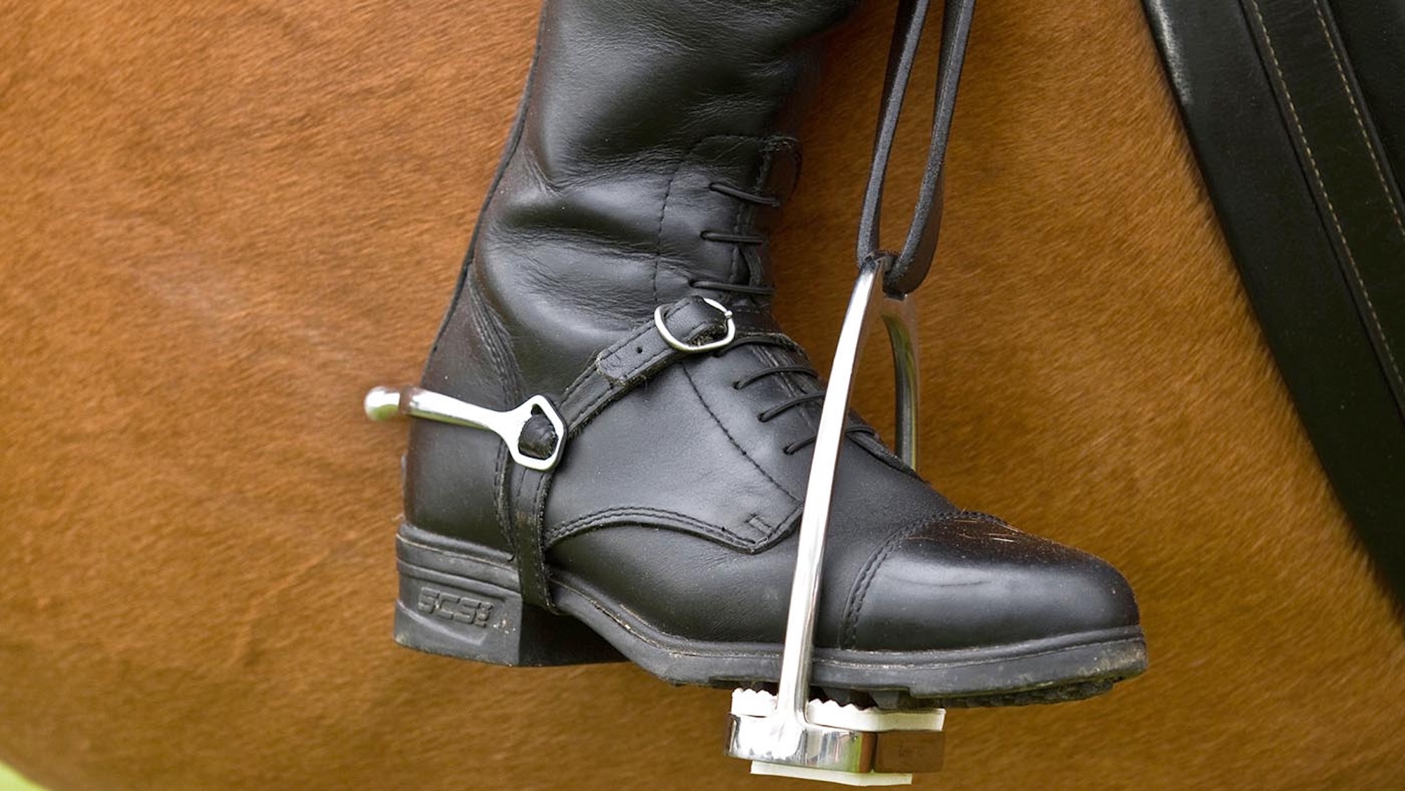 Un groupe de travail de la FEI va revoir les règles en matière de bien-être et de sang dans le sport