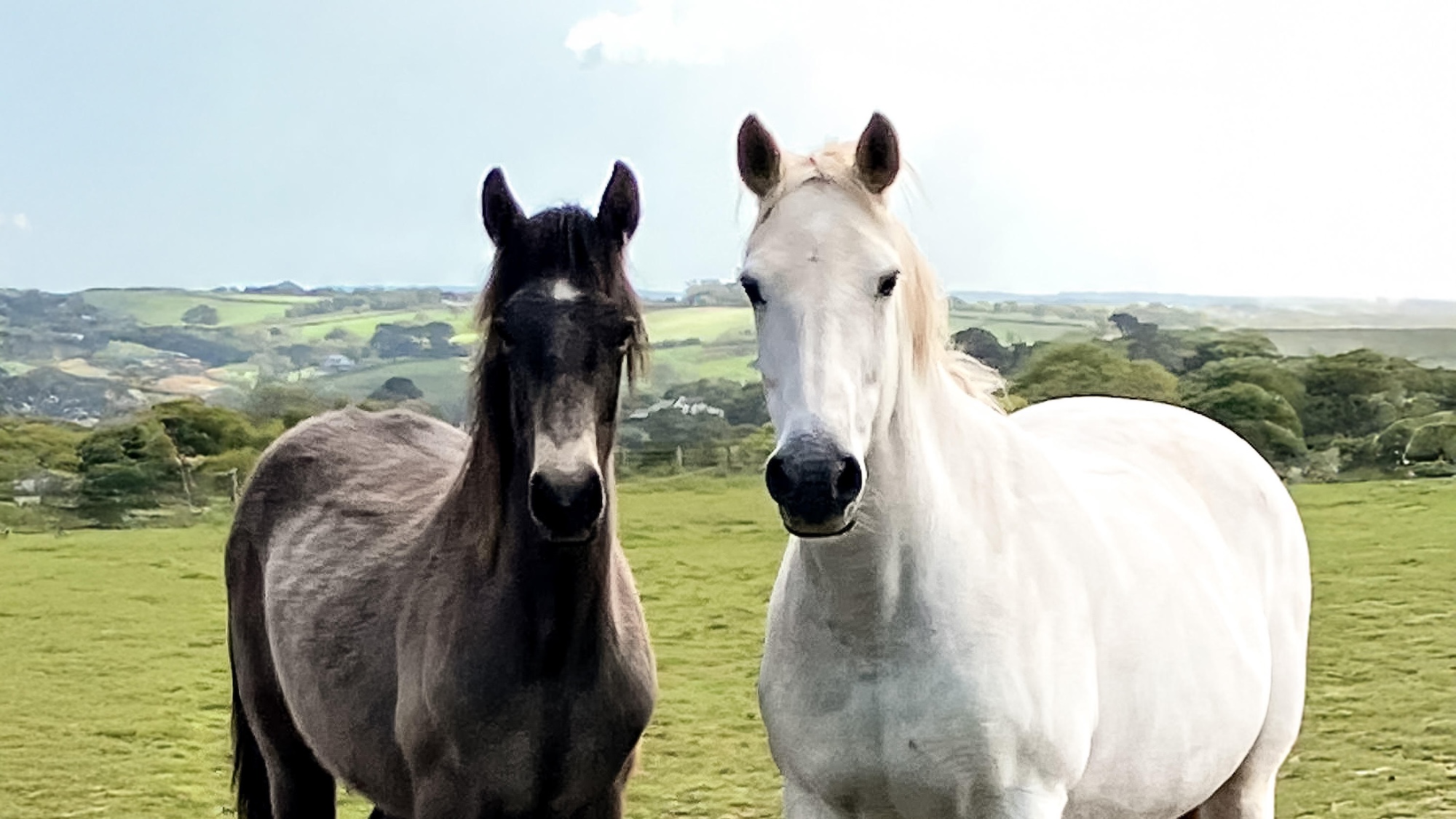 Une nouvelle loi signifie qu'une ordonnance de contrôle des chiens est imposée pour protéger les chevaux