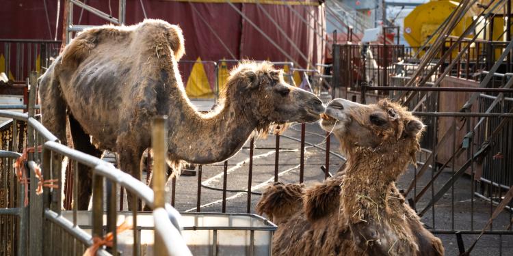 Des images de cirques animaliers en Italie révèlent une sombre réalité