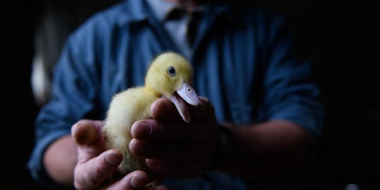 Le Brésil interdit la cruauté envers le foie gras ; pourquoi l'UE ne l'a-t-elle pas fait ?