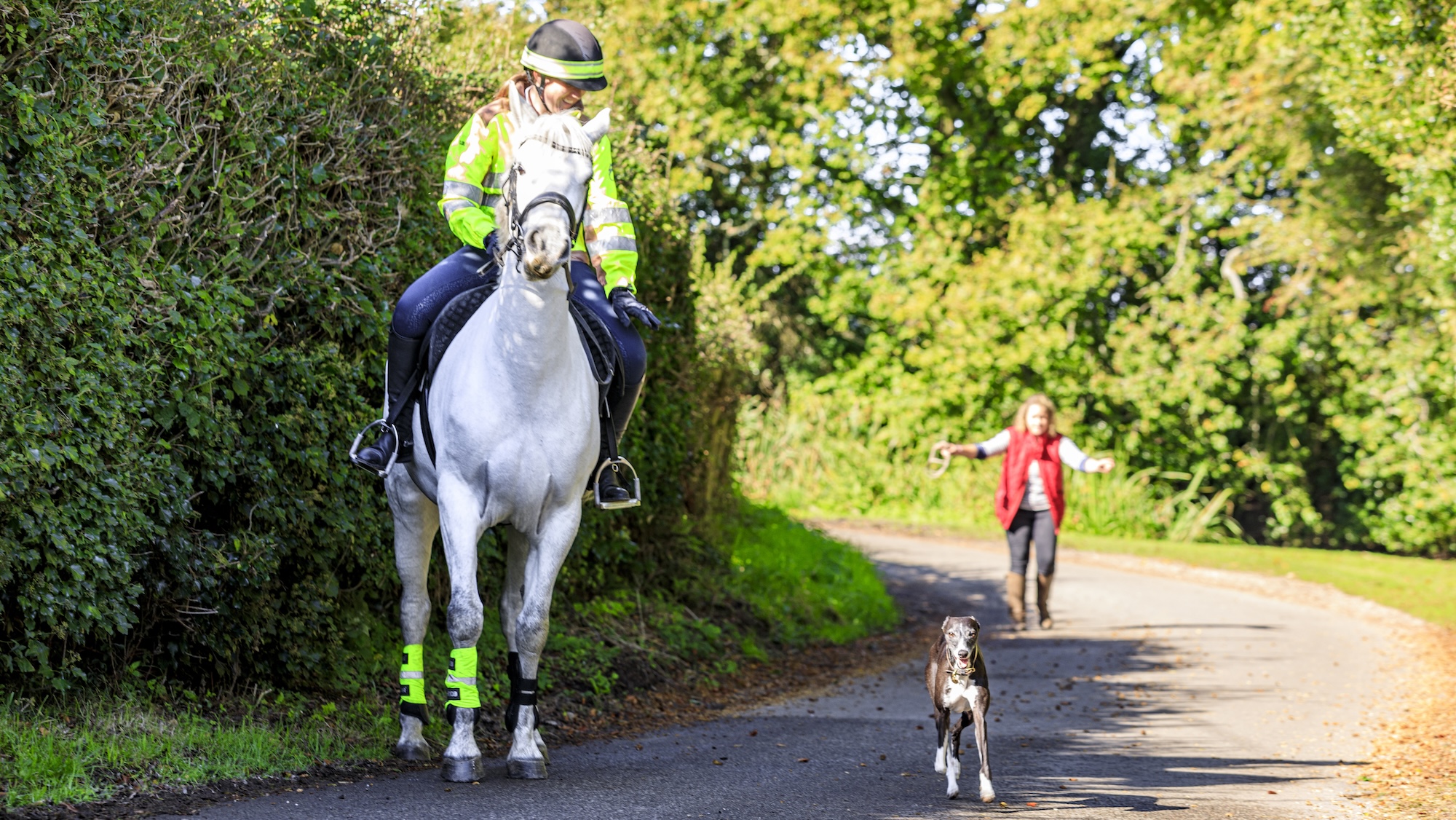 Les attaques de chiens sur des chevaux montés ne sont pas couvertes par la loi mise à jour