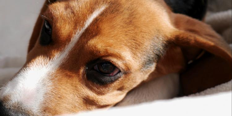 Les nouvelles règles de l’Agence européenne des produits chimiques donnent un nouvel élan à l’élimination progressive des tests sur les animaux