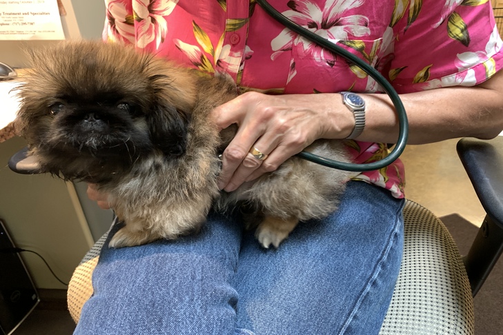 Pekingese puppy veterinarian