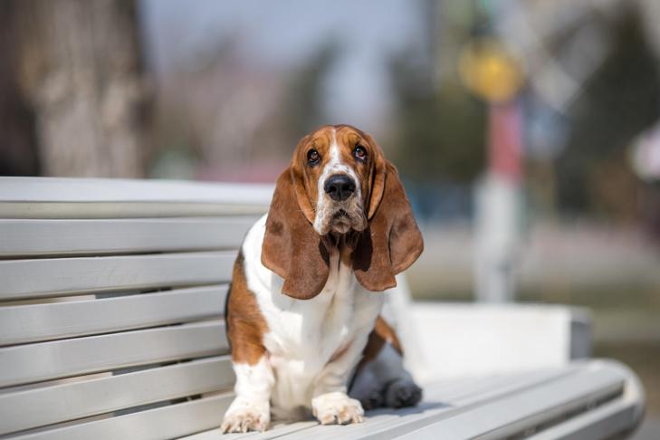 Le Basset Hound vous convient-il ?