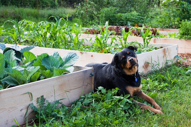 Les chiens peuvent-ils manger des aubergines ?