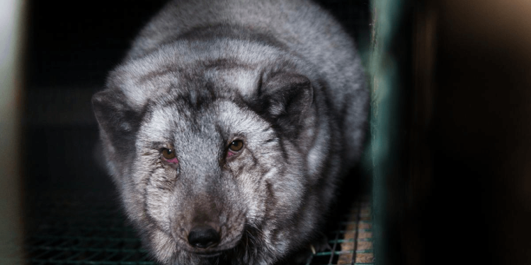 Déformés à cause de leur peau : des renards surdimensionnés souffrent dans les fermes à fourrure finlandaises