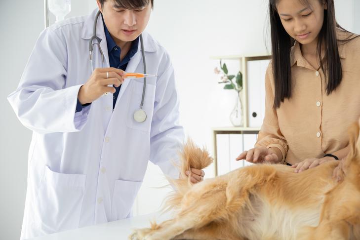 Groupes sanguins de chiens et leur importance pour les transfusions sanguines
