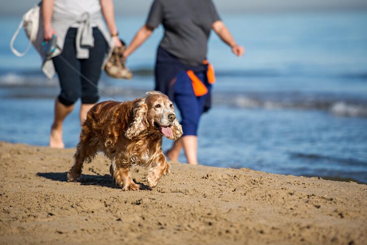 La quête de la longévité : prolonger la durée de vie de votre chien